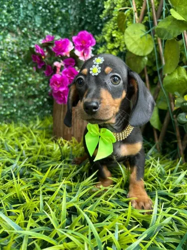 Dachshund Fêmeas 