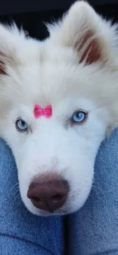 Husky wooly