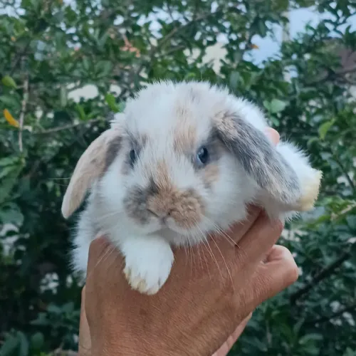 Mine lop orelha caida