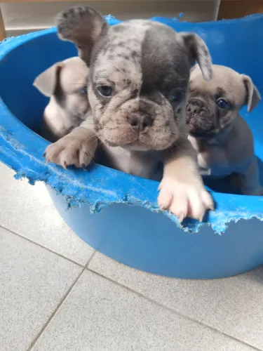 Buldogue Francês 