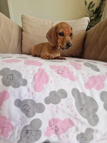 Dachshund fêmea mini