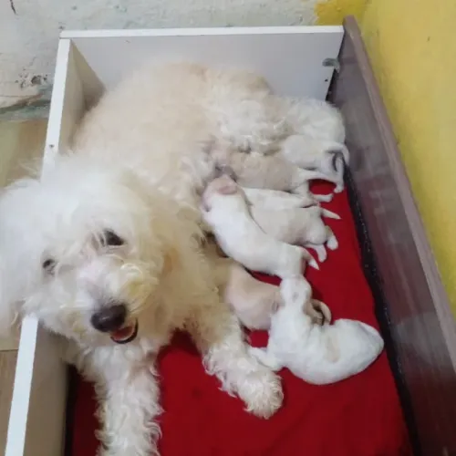 Pra quem ama filhotes ? poodle