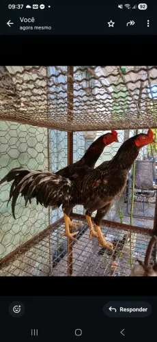 VENDO GALOS DE 8 MESES