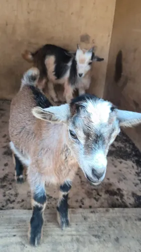 Mini cabrito 