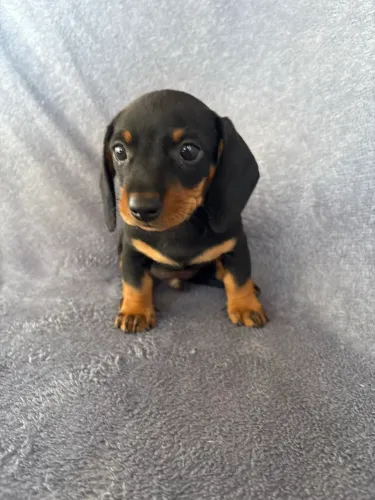 Dachshund
