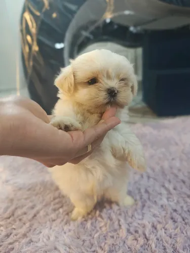 Filhote de Shitzu Mini 1300 R$ 