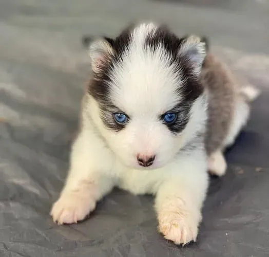 Neném Husky Siberiano com olhos bicolores e linda estampa