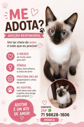 Gata filhote.