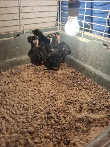 Vendo pintinhos caipira 
