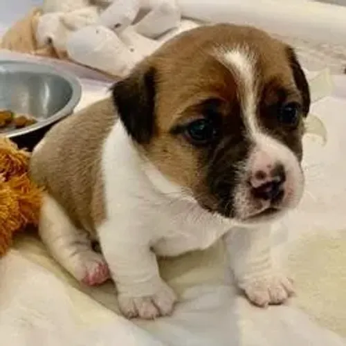 Jack Russell Terrier,Jack Russell Terrier Filhote Disponível Alta Qualidade