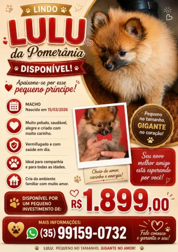 Lulu Pomerânea, spitz
