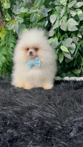 LULU DA POMERANIA ALTO PADRÃO!!!