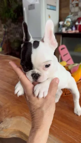Buldogue Francês 