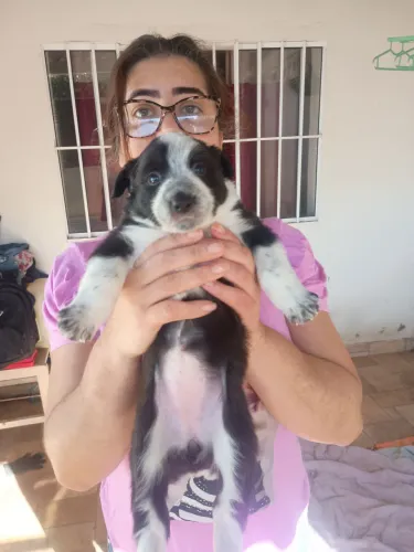 Boder Collie disponível 