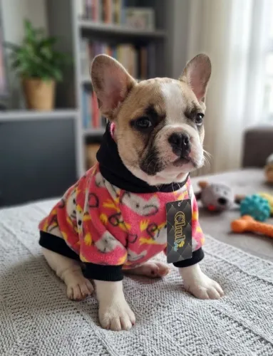 Soft com Capuz para Pet