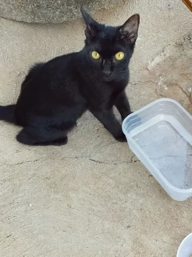 Gato pra adoção fêmea cor preta 90 dias idade