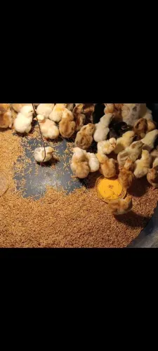 Pintinho da raça GLC