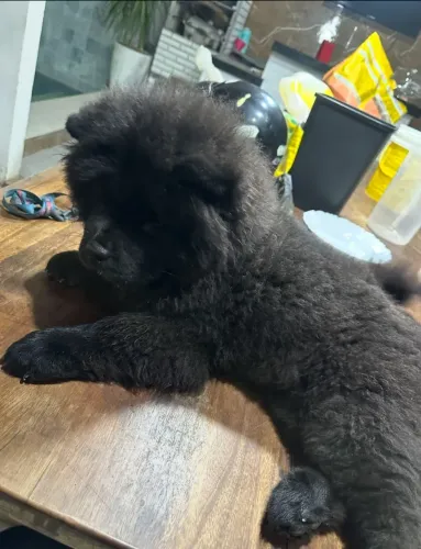 Vendo Filhote de Chow Chow fêmea 6 meses