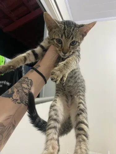 Doando gatinho
