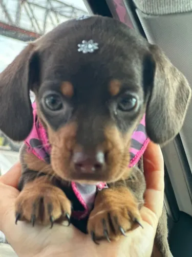Dachshund