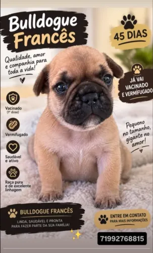Buldogue francês