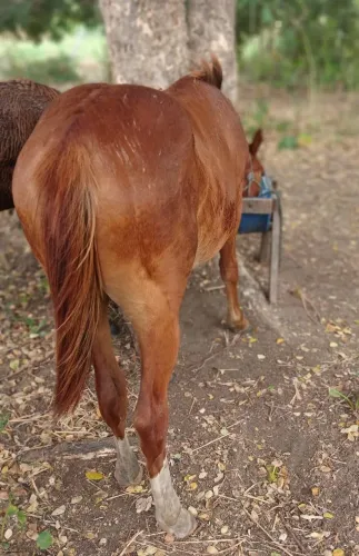 Vendo potro quarto de milha!