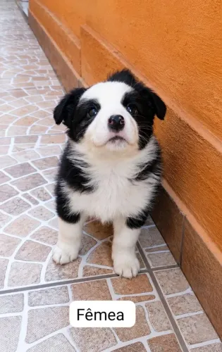 Filhote border collie fêmea alto nível