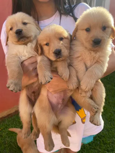 Golden Retriever 