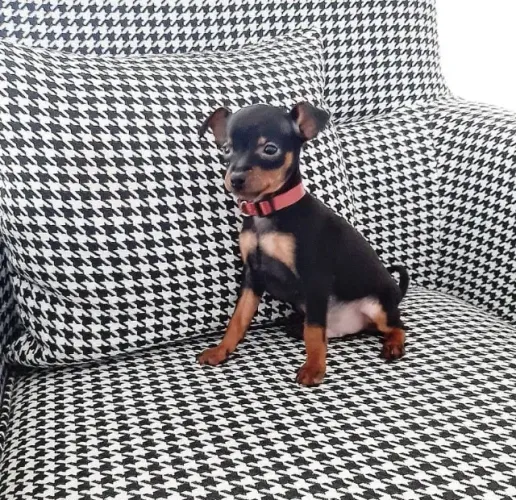 O companheiro perfeito para apartamento: Filhote de Pinscher Miniatura