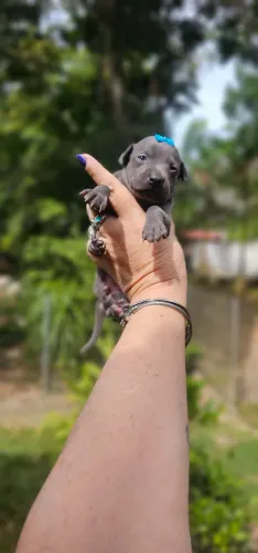 Galgo Italiano Luxo - FEMEA