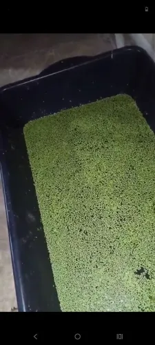 Plana aquática, lentilha dágua leminas 