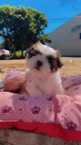 Shiitzu fêmea minizinha
