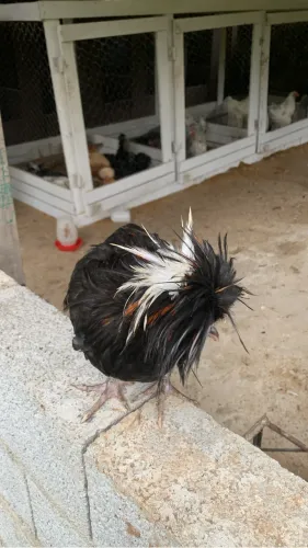 Galo polonês