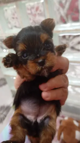 Filhote Yorkshire Terrier Premium - Um Companheiro para a Vida Toda