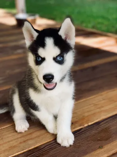 Husky siberiano Para quem procura um cachorro com presença