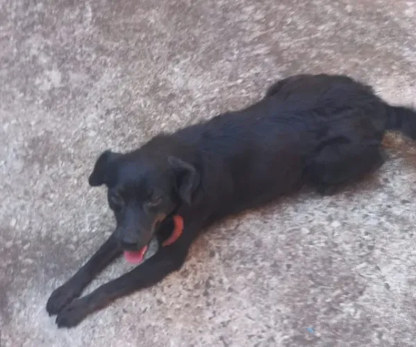 Doa-se linda cachorra, fêmea, porte médio, castrada, 3 anos, muito dócil de Apucarana 