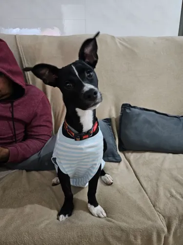 Doação de cachorrinho pequeno
