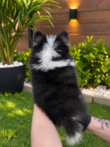 Lulu da pomeranea anão