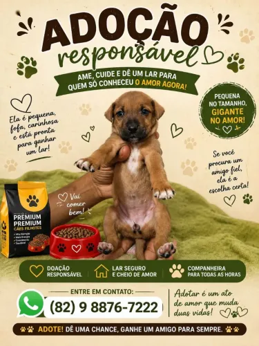 Cachorrinha para adoção