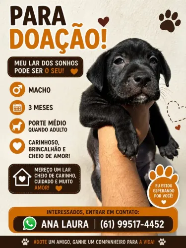 Filhotes para doação