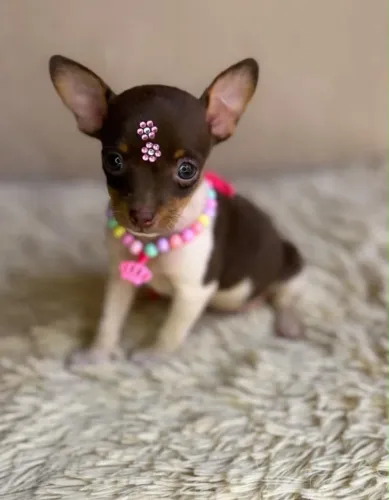 Pinscher zerinho melhor padrão e linhagem 