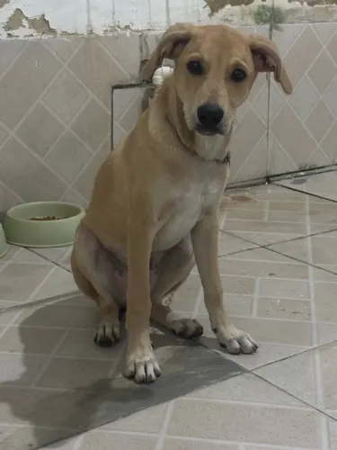 Doa se cachorro