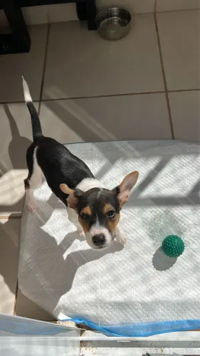 Doação de cachorra