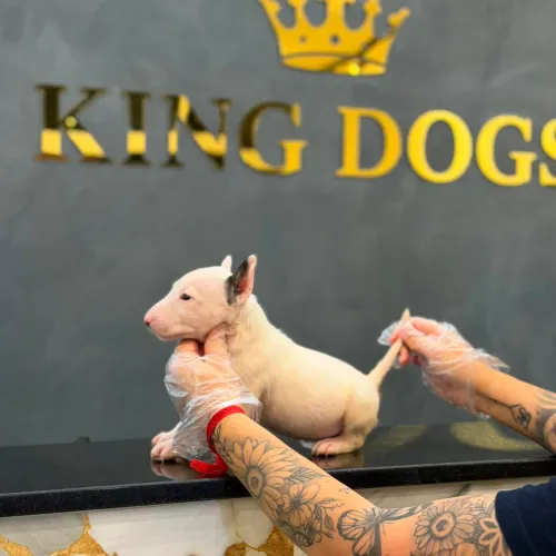Filhote bull terrier, Dê amor e receba amor para a vida inteira!