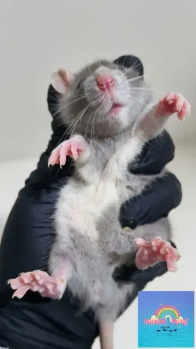 Rato Twister Dumbo