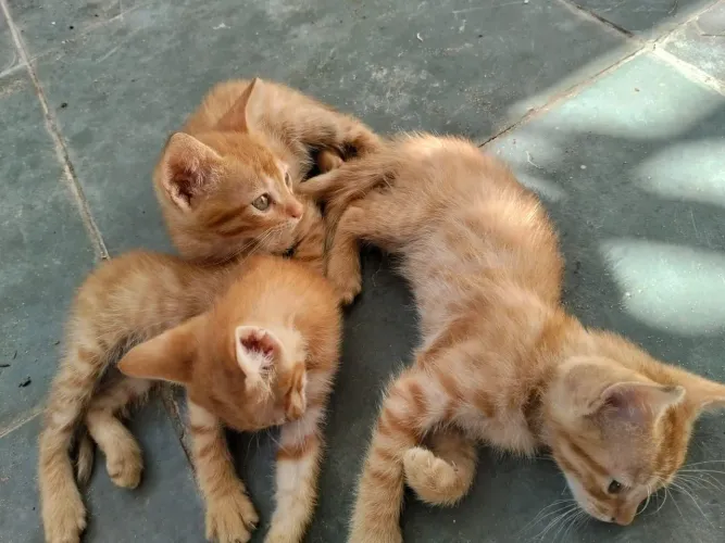 Gatinhos para adoção