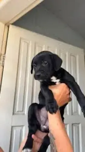 Doação de cachorros  *