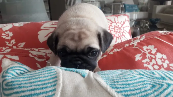 FILHOTE PUG ABRICOT