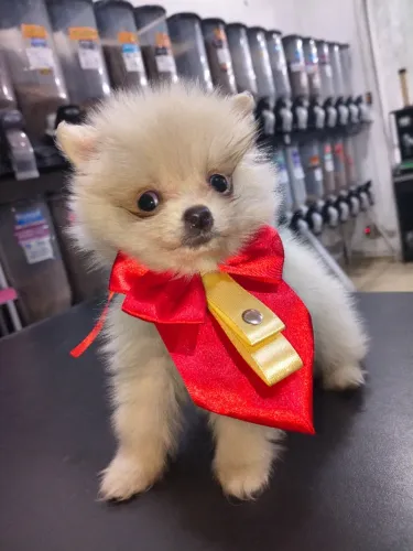 Machinho de Spitz alemão lindo para venda