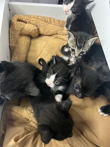 Filhotes de gato para adoção